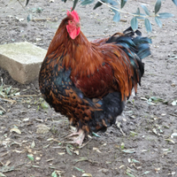 Gallo orpington gigante