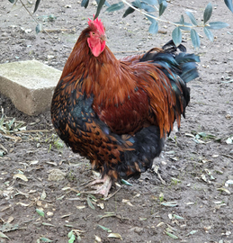 Gallo orpington gigante