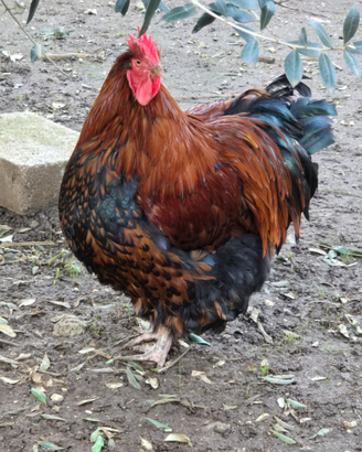 Gallo orpington gigante