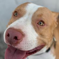 Pitbull American Terrier per MONTA