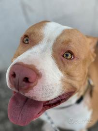 Pitbull American Terrier per MONTA