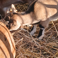 Caprette tibetane