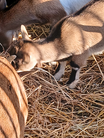 Caprette tibetane