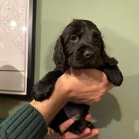 Cucciola di cocker spaniel nero