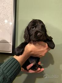 Cucciola di cocker spaniel nero