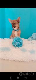 Chihuahua