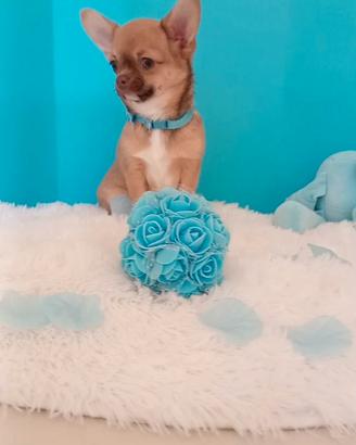 Chihuahua