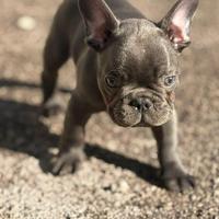 Cucciolo di Bulldog Francese