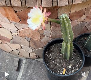 Talee cereus dragon pitaya