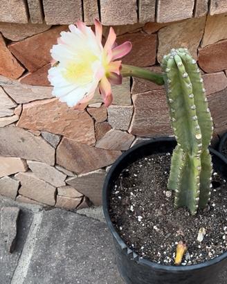 Talee cereus dragon pitaya