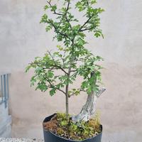 Bonsai di Biancospino
