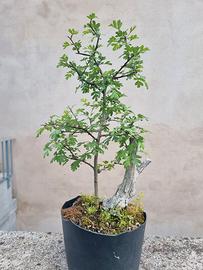 Bonsai di Biancospino
