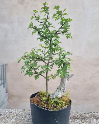 Bonsai di Biancospino