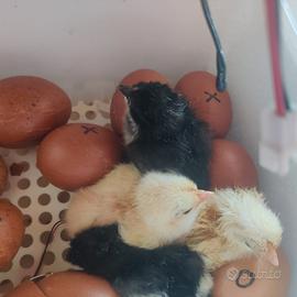 Pulcini Marans