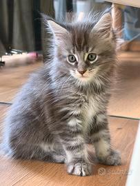 Cucciolo Maine Coon
