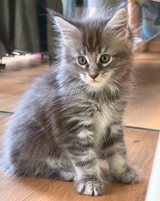 Cucciolo Maine Coon