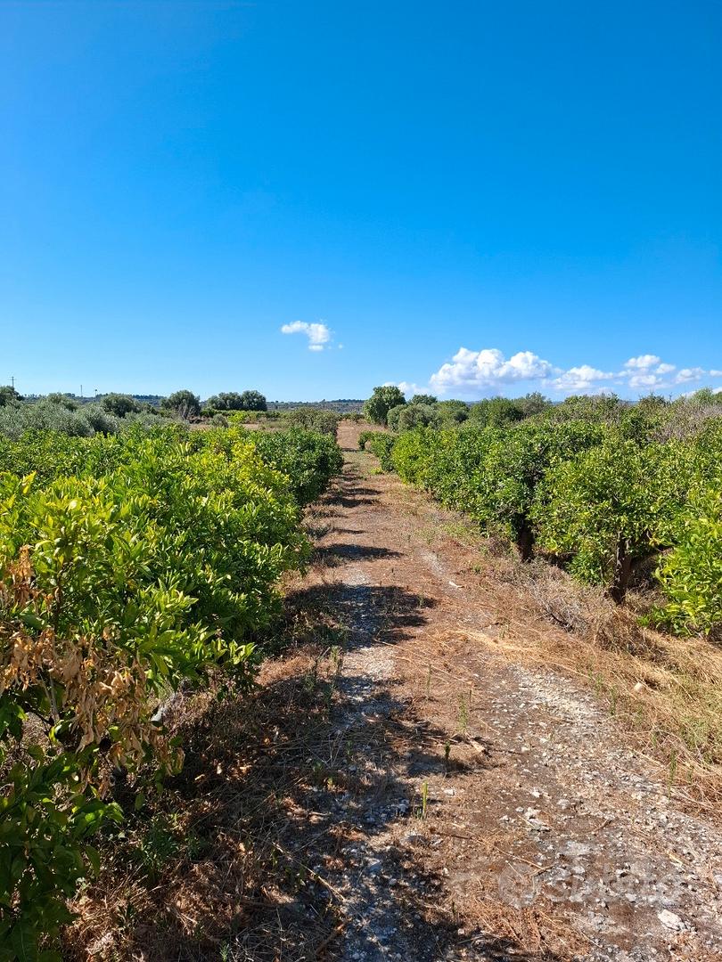 Terreno agricolo - Vista 4