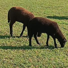 Pecora della jura