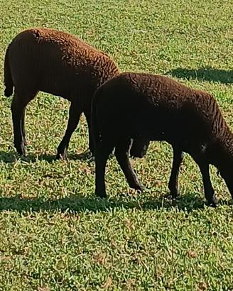 Pecora della jura
