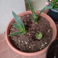 Pianta di Aloe