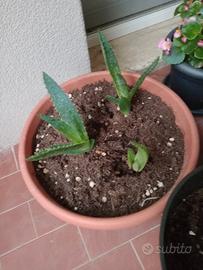 Pianta di Aloe