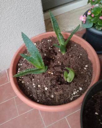 Pianta di Aloe