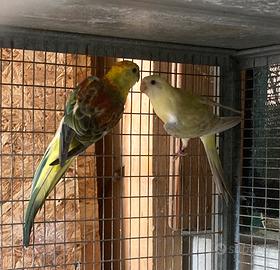 Parrocchetto dal groppone rosso coppie e singoli
