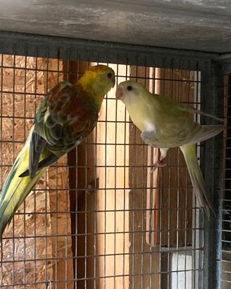 Parrocchetto dal groppone rosso coppie e singoli