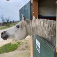 Stalloni purosangue arabo