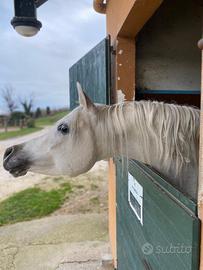 Stalloni purosangue arabo