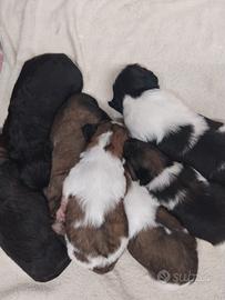 Cuccioli di shihztu