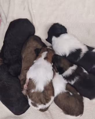 Cuccioli di shihztu