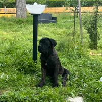 Cuccioli cane corso