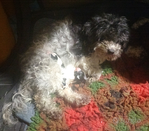 Barboncino toy particolor e mismark