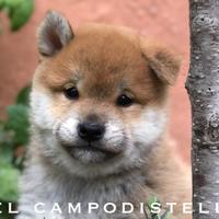 Shiba Inu maschio sesamo rosso pedigree ENCI