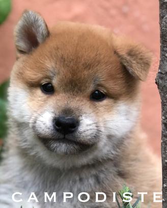 Shiba Inu maschio sesamo rosso pedigree ENCI
