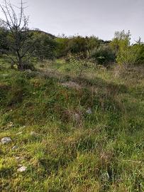 Terreno agricolo