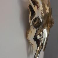 Trofeo testa di bufalo