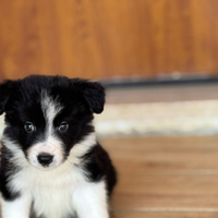 Border collie
