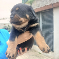 Rottwelier