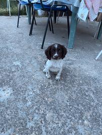 Springer Spaniel
