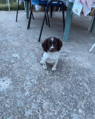 Springer Spaniel
