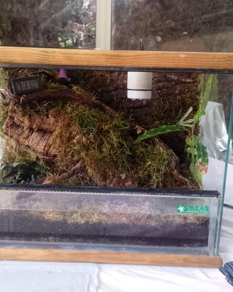 TERRARIO BIOATTIVO RETTILI E INVERTEBRATI
