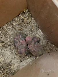 Inseparabile allevato a mano