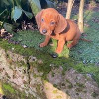 Maschi bassotto nano