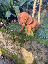 Maschi bassotto nano