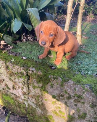 Maschi bassotto nano