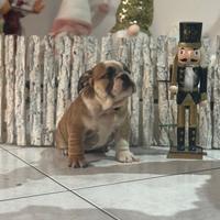 Femminucce Bulldog inglese