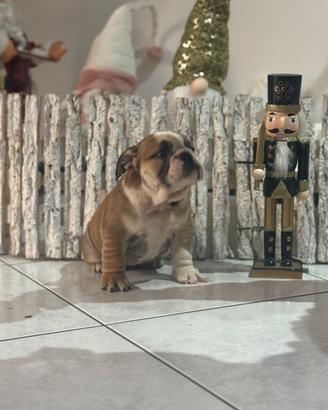 Femminucce Bulldog inglese