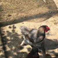 Galli Brahma e Marans